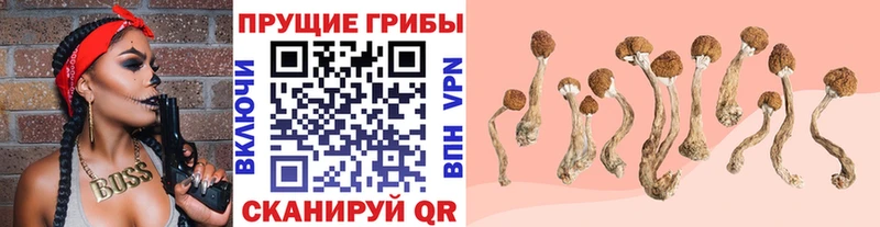 купить закладку  Балашов  Псилоцибиновые грибы Psilocybe 